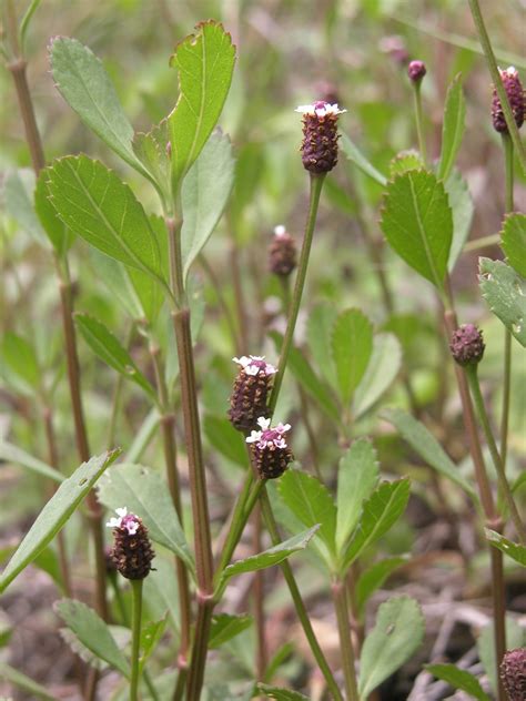 Phyla nodiflora - Leon Levy Native Plant Preserve