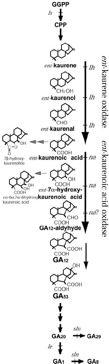 The Ga Biosynthetic Pathway In Pea Product Structures Download Scientific Diagram