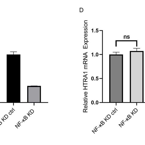 Role Of Htra1 In Lps Induced Nf κb Expression In Arpe 19 Cells A