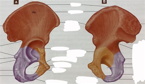 Hemipelvis Right Coxal Bone Lateral And Medial View Diagram Quizlet