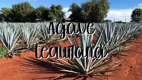 Agave Tequilana