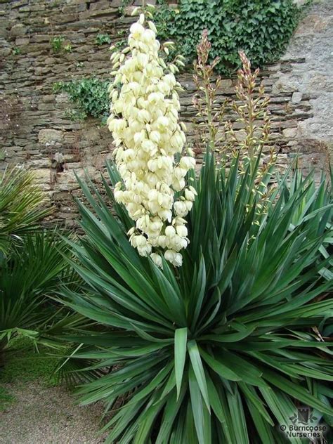 Yucca Gloriosa From Burncoose Nurseries