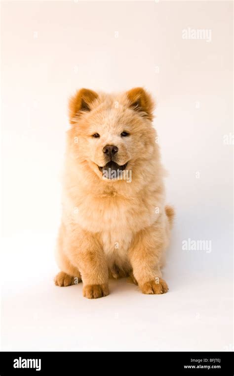 Cream Chow Chow Puppies Panda