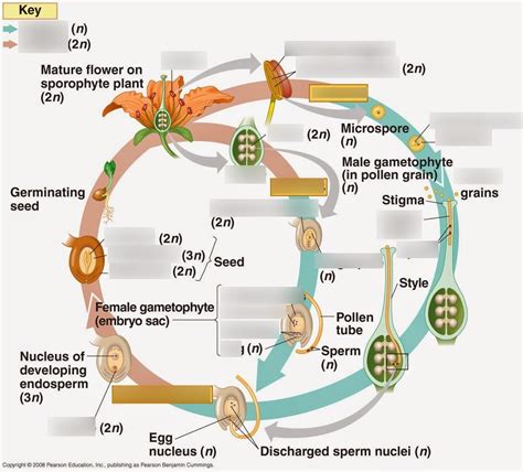 Angiosperm Life Cycle Diagram Quizlet