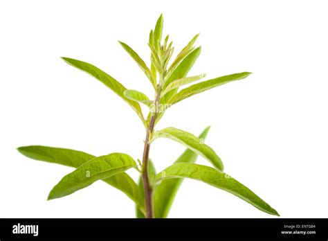 Lippia Polystachya Verbena Isolated On White Background Stock Photo