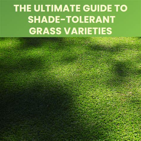 Shade-tolerant Grass Varieties