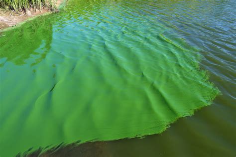 What Are Cyanobacteria Bridgewater Environmental Services