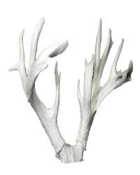 Coues Reproduction Antlers 15 Point | Research Mannikins Taxidermy Supply