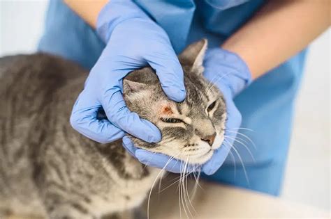 Micosi Cutanee Del Cane E Del Gatto Teknofarma