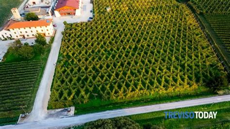 A Ca Di Rajo Va In Scena La Vendemmia Dei Bambini