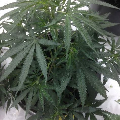 Custom Breeder Strain Purple Kush Grow Diary Journal Week By