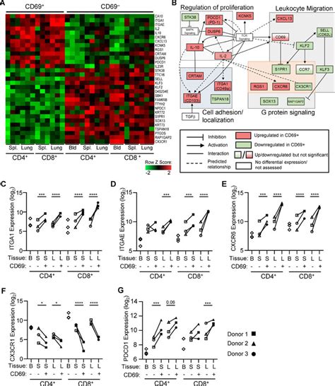 A Core Gene Signature Defines Tissue CD69 Memory T Cells Distinct