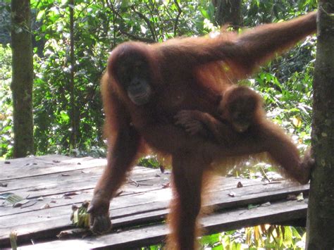 Jungle Trek In Bukit Lawang Orang Utan At The Feeding Pl Flickr