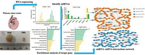 Seasonal Patterns Of MiRNA And MRNA Expression Profiles In The Testes