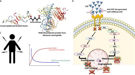 Frontiers The Position Of Egf Deprivation In The Management Of