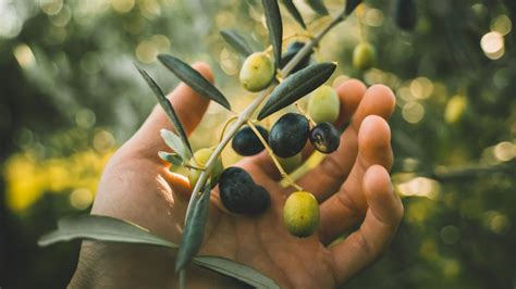 The Truly Ancient Origins Of Olive Oil