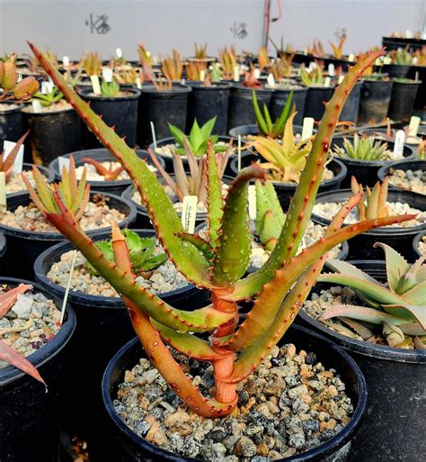 1g Aloe Rupestris These Are Tree Aloes From South Africa These Get