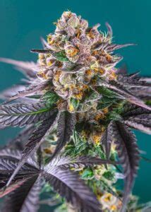 Red Strawberry Banana Auto Feminized Southern Oregon Seeds