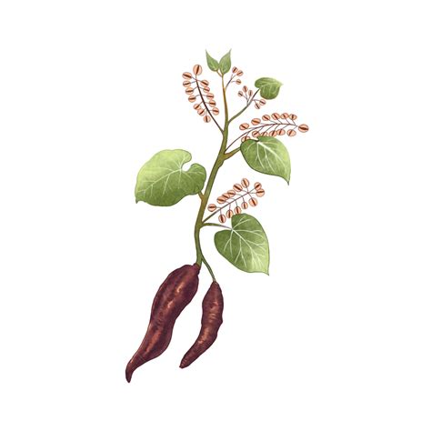 Polygonum Cuspidatum Png Vector Psd And Clipart With Transparent