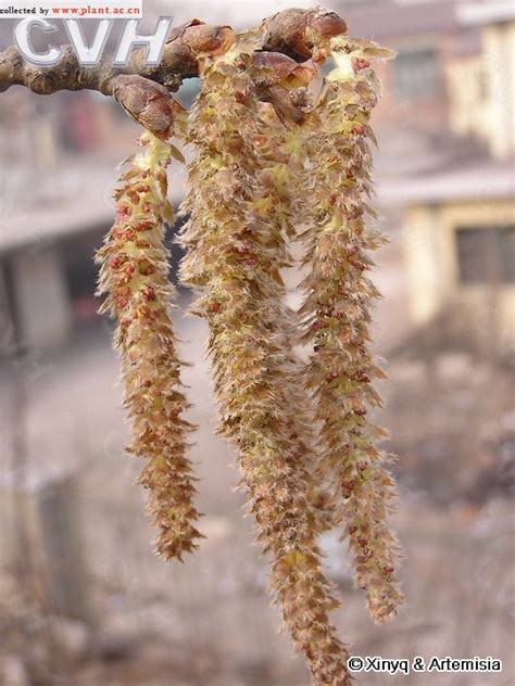 毛白杨populus Tomentosa Carr植物图片库植物通