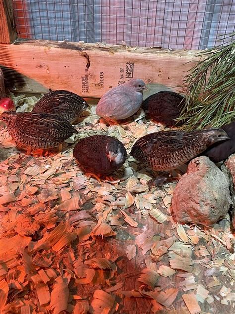 100 Fertile Button Quail Hatching Eggs Ebay