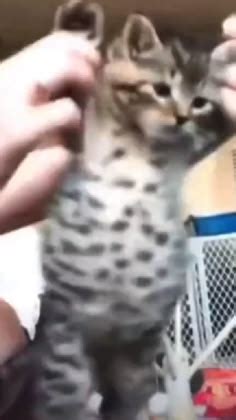 Goofy Ass Cats