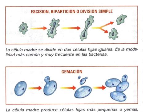 La Reproduccion Asexual Reproduccion Asexual