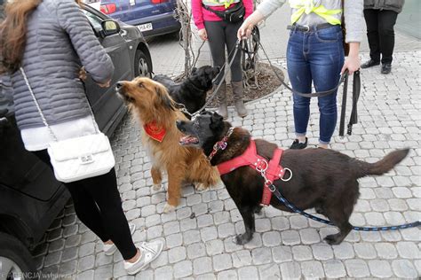 Jak Zosta Wolontariuszem Jakie Korzy Ci Daje Taka Praca