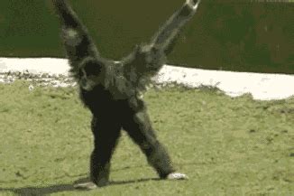 gibbon gifs | WiffleGif