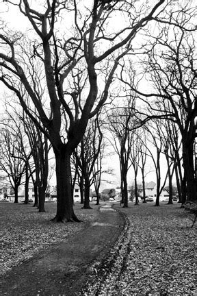 Christchurch Black And White Tree Photographs Mixed Media Artist