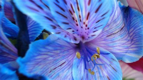 Blue Tiger Lily Flower