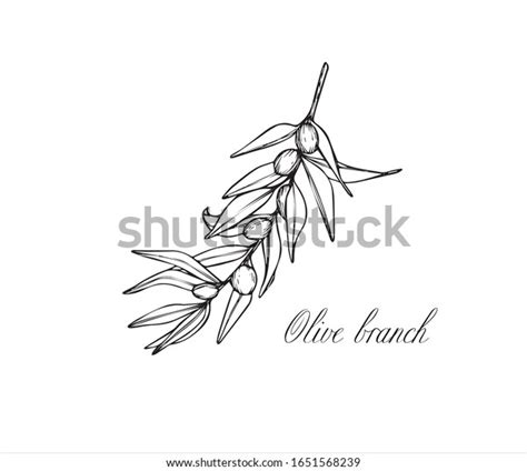 Vector Sketch Olive Tree Branch Drawing Stock Vector (Royalty Free ...