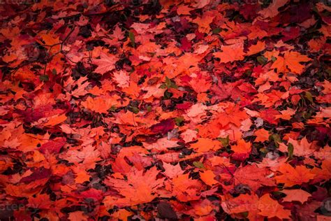 Fallen autumn leaves 11480139 Stock Photo at Vecteezy