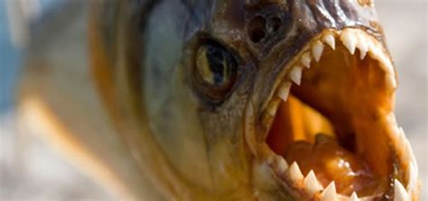 This Incredible Piranha Feeding Frenzy Will Leave You In Shock