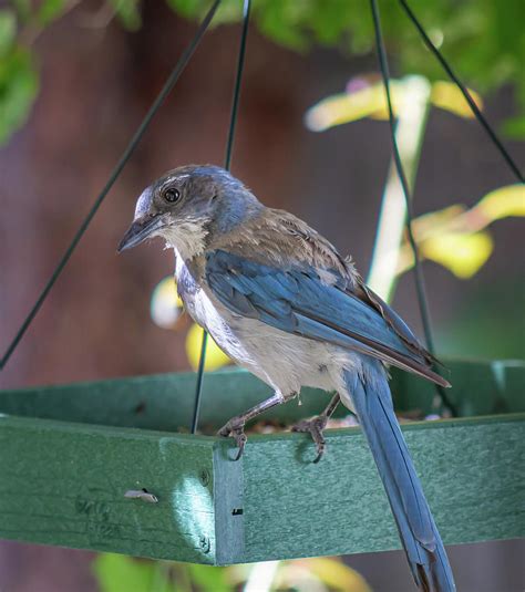 Western Scrub Jay Portrait Photograph By Patrick Civello Fine Art America