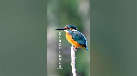 Listen To The Sound Of A Kingfisher Kingfisher Youtube