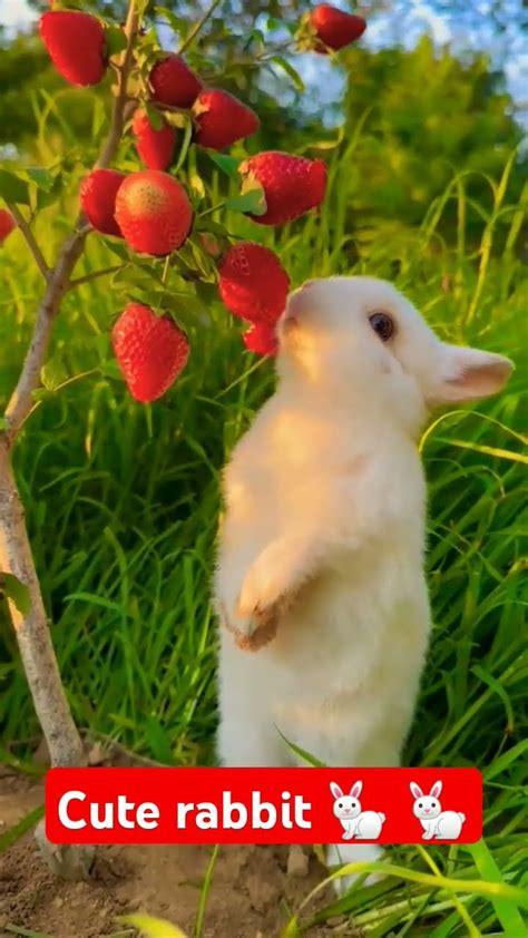 Cute Rabbit 🐇🐇🐇🐇🐇love Youtube