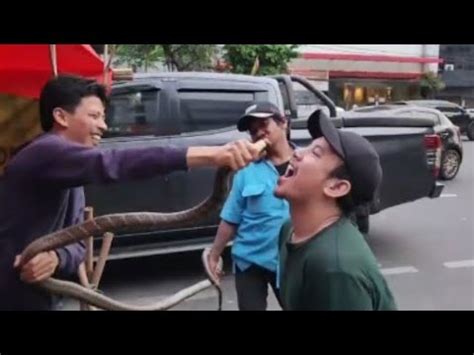 Dangerous Giant King Cobra Eating Of Jakarta Indonesian Street Food