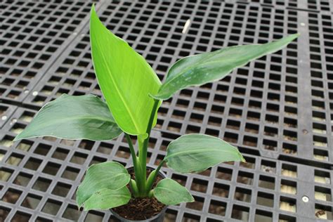 4 Strelitzia White Bird Tri State Foliage Prebook Shop