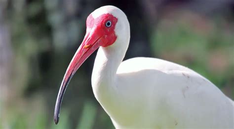 10 Animals You May Find in The Florida Everglades