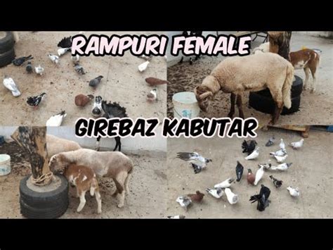 Girebaz Kabutar Ka Lot For Sale In Hyderabad Rampuri Female Sheep S