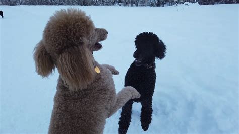 How Much Exercise Do Standard Poodles Need Daily Can You Walk Them In