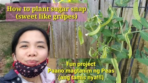 How To Plant Sugar Snap Pea Paano Magtanim Ng Sugar Snap Pea Youtube