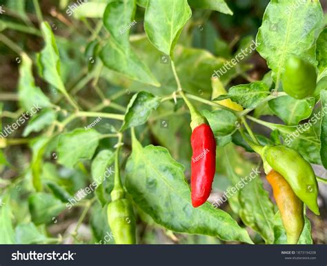 Red Hot Chili Peper Wallpaper Hdasia Stock Photo 1873194208 Shutterstock
