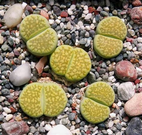 Lithops Julii Ssp Fulleri Cv Fullergreen