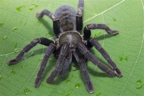 The Biblical Significance Of Black Spiders In Dreams John Baptist Church