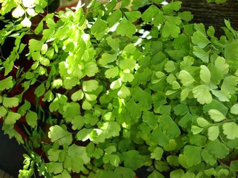 Como Cultivar Avenca Em Casa Passo A Passo Guia Completo