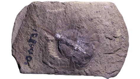 How Fossilization Preserved A 310 Million Year Old Horseshoe Crabs