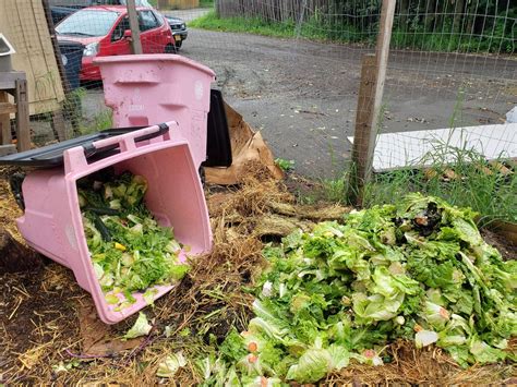 Community Composting Projects | ACAT