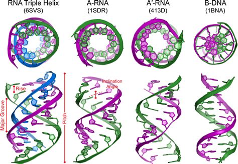 Unraveling The Structure And Biological Functions Of Rna Triple Helices